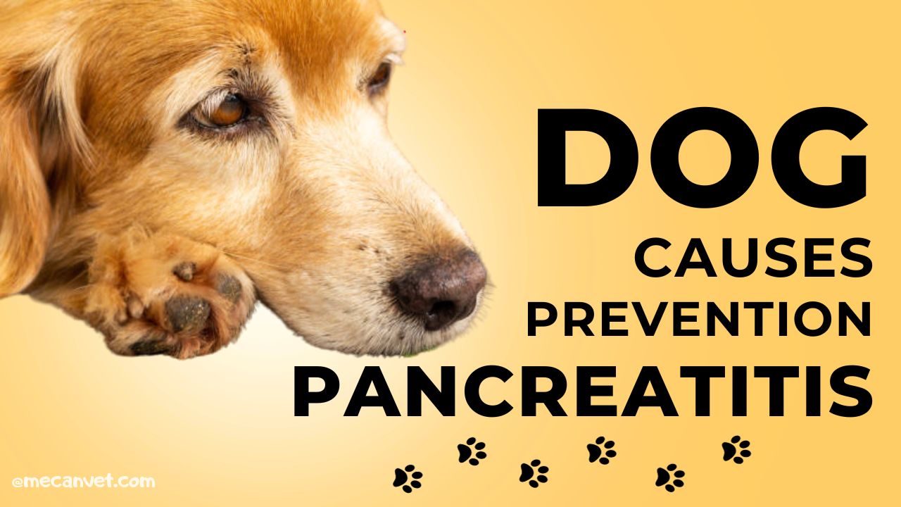 causes-and-prevention-of-pancreatitis-in-dogs